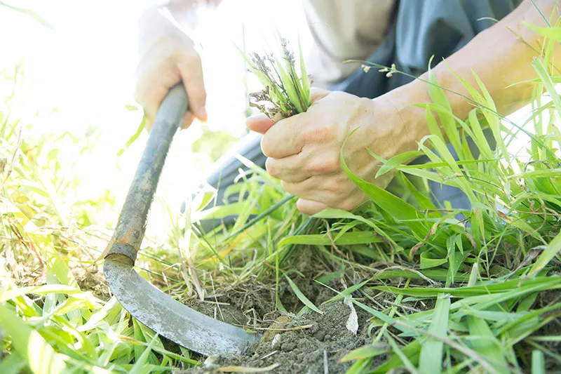 お気軽に草むしり依頼